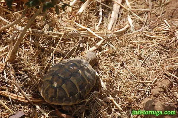 Cría de Testudo hermanni Cría de Testudo hermanni