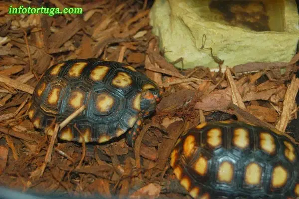 Dos crías de tortuga de patas rojas Dos crías de tortuga de patas rojas
