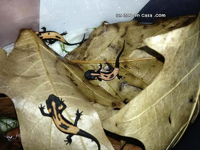 Crías de Laotriton laosensis Crías de Laotriton laosensis