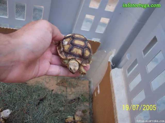 Centrochelys sulcata - Tortuga de espolones Centrochelys sulcata - Tortuga de espolones
