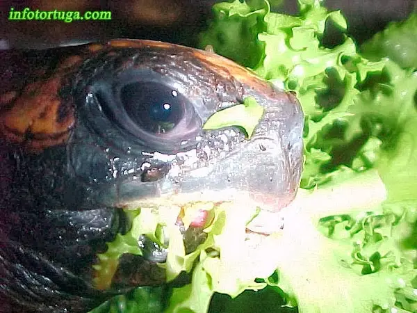 Chelonoidis denticulata - Tortuga de patas amarillas Chelonoidis denticulata - Tortuga de patas amarillas