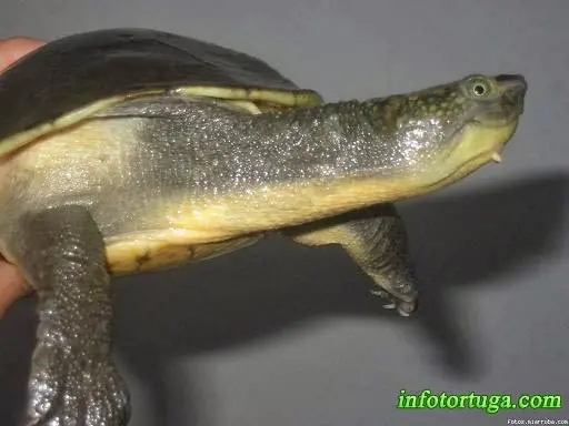 New Guinea snapping turtle - Elseya novaeguineae New Guinea snapping turtle - Elseya novaeguineae