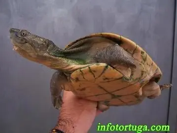 Elseya novaeguineae - Tortuga mordedora de Nueva Guinea Elseya novaeguineae - Tortuga mordedora de Nueva Guinea