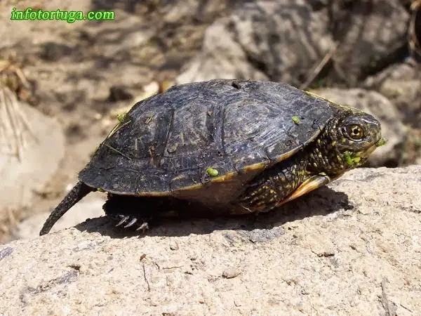 Tortuga d'estany europea Tortuga d'estany europea