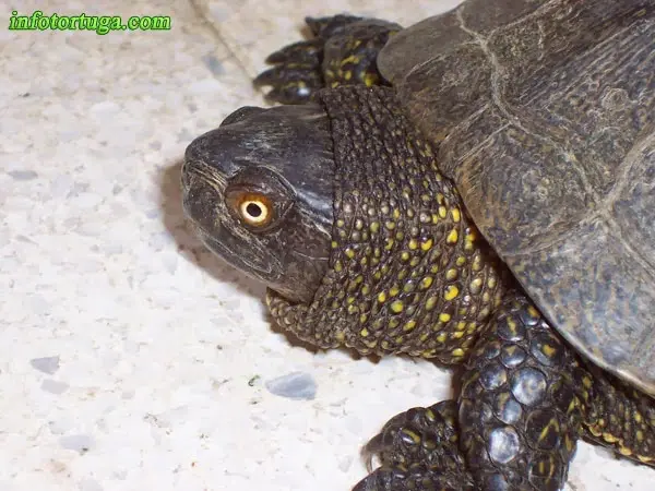 Emys orbicularis de color negro Emys orbicularis de color negro