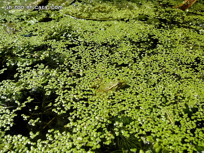 Rana común sobre las lentejas de agua Rana común sobre las lentejas de agua