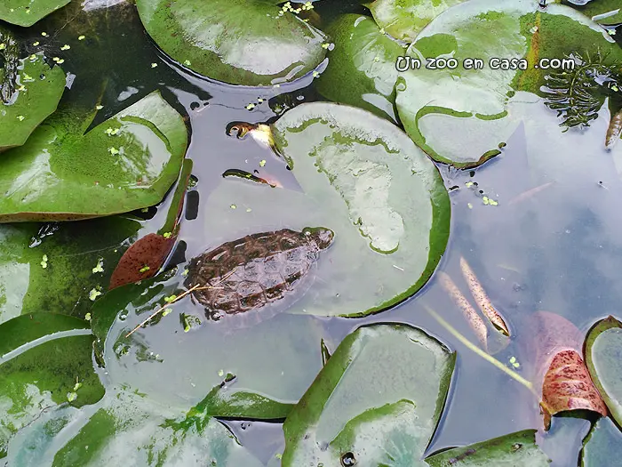 Mauremys rivulata - Western Caspian Turtle Mauremys rivulata - Western Caspian Turtle