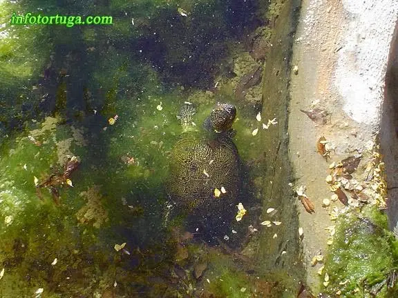 Emys orbicularis - Galápago europeo Emys orbicularis - Galápago europeo