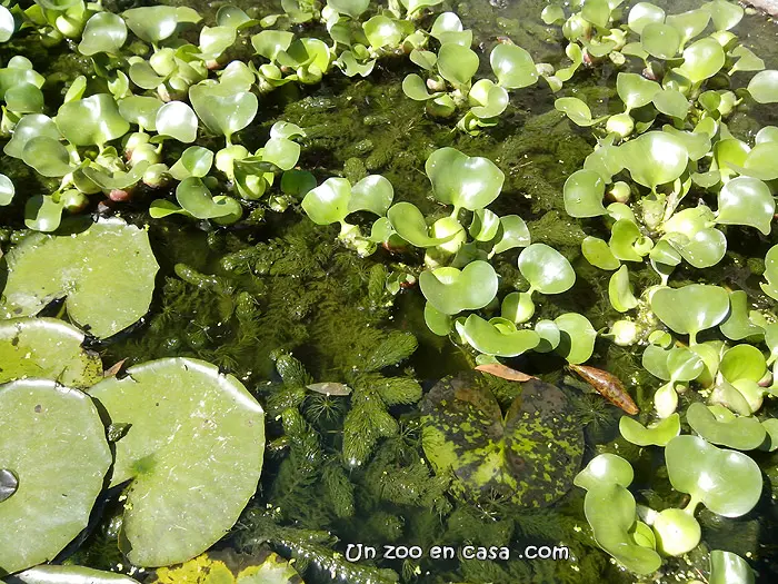 Cola de zorro (Ceratophyllum demersum) Cola de zorro (Ceratophyllum demersum)