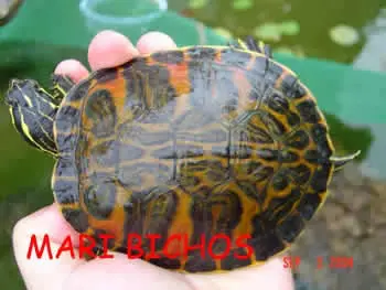 Pseudemys nelsoni - Tortuga de vientre rojo Pseudemys nelsoni - Tortuga de vientre rojo