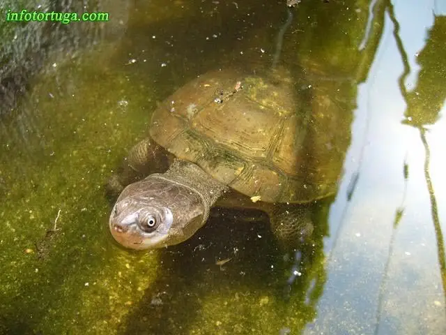 Galápago africano Galápago africano