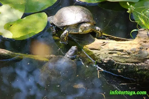 Galápago leproso en el CRT de l'Albera Galápago leproso en el CRT de l'Albera
