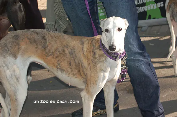 Galgo adoptado en Galgos 112 Galgo adoptado en Galgos 112