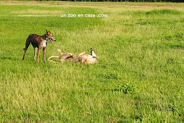 Hembra de galgo revolcándose en el césped Hembra de galgo revolcándose en el césped