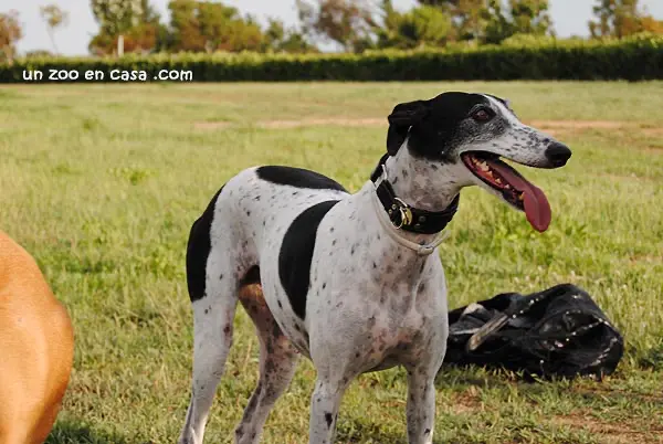 Hembra de galgo blanca con manchas negras Hembra de galgo blanca con manchas negras