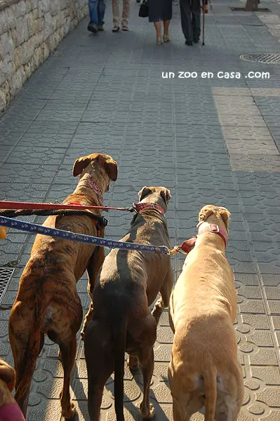 Galgos paseando por la ciudad Galgos paseando por la ciudad