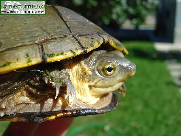 Kinosternon flavescens - Tortuga del fango amarilla Kinosternon flavescens - Tortuga del fango amarilla