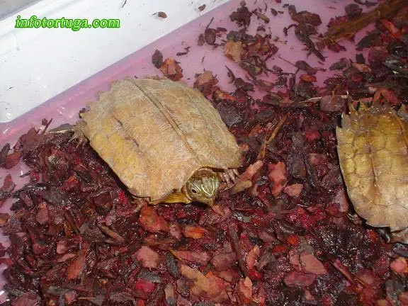 Geoemyda spengleri Geoemyda spengleri