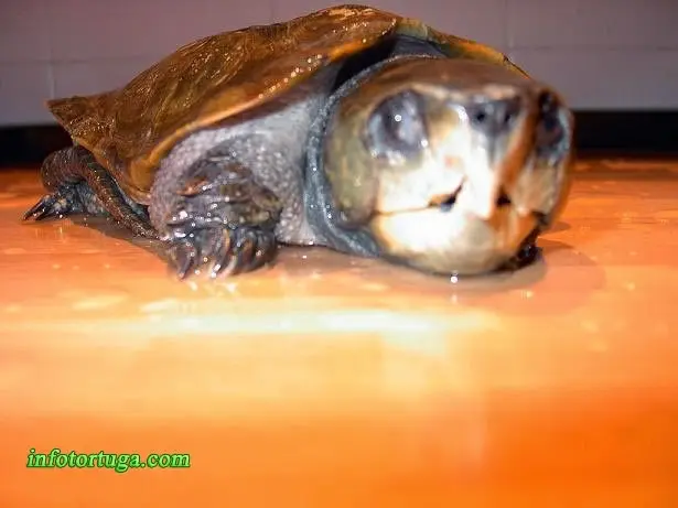 Platysternon megacephalum Platysternon megacephalum