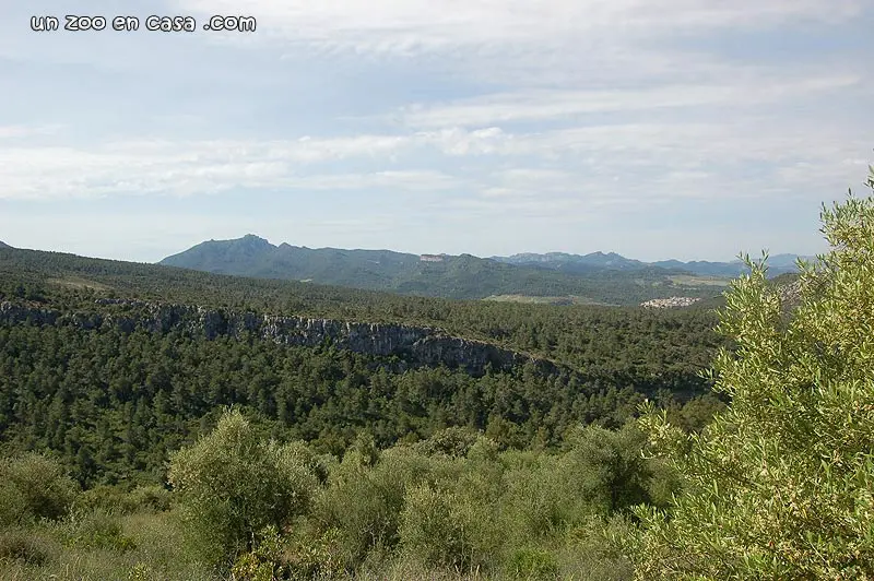 Hábitat tortuga mediterránea Hábitat tortuga mediterránea