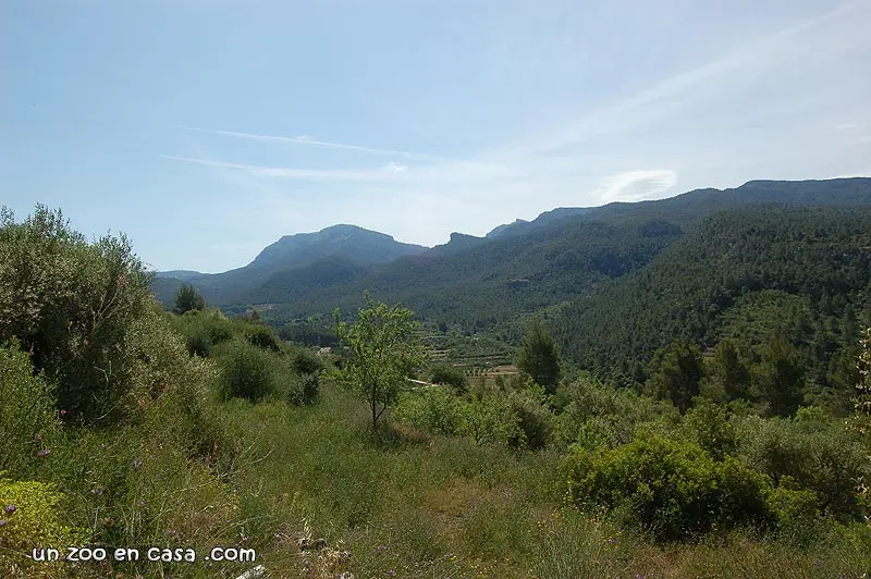 Hábitat Testudo hermanni Hábitat Testudo hermanni