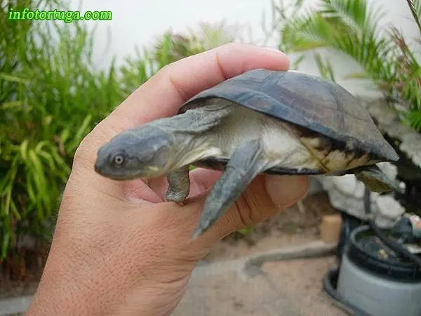 Pelomedusa subrufa - Helmeted turtle Pelomedusa subrufa - Helmeted turtle