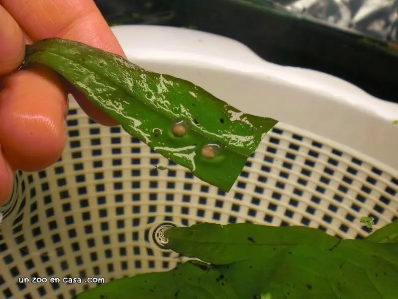 Huevos de Laotriton laoensis Huevos de Laotriton laoensis