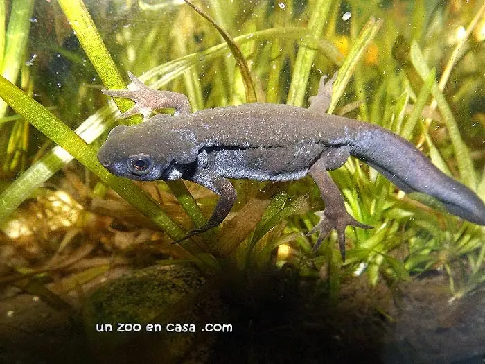 Cynops pyrrhogaster kanto Cynops pyrrhogaster kanto