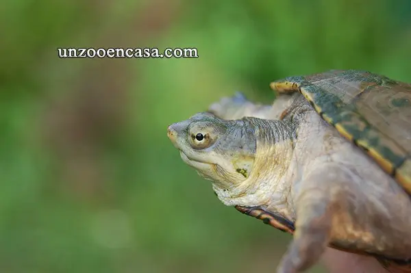 Tortuga del fango amarilla (Kinosternon flavescens) Tortuga del fango amarilla (Kinosternon flavescens)