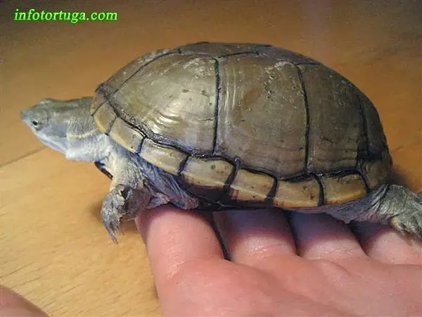 Kinosternon flavescens - Tortuga del fango amarilla Kinosternon flavescens - Tortuga del fango amarilla