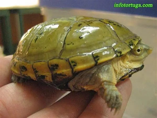 Kinosternon flavescens - Tortuga del fango amarilla Kinosternon flavescens - Tortuga del fango amarilla