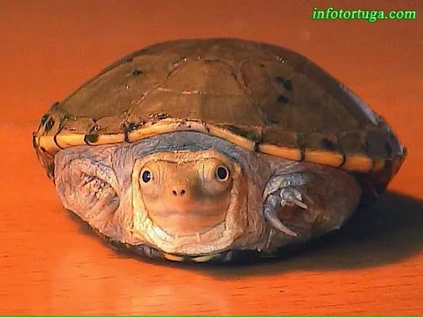 Kinosternon flavescens - Tortuga del fango amarilla Kinosternon flavescens - Tortuga del fango amarilla