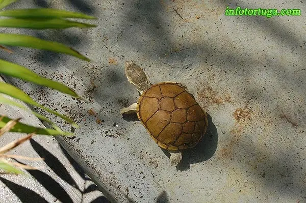 Kinosternon flavescens - Tortuga del fango amarilla Kinosternon flavescens - Tortuga del fango amarilla
