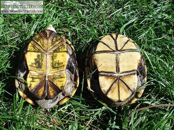 Kinosternon flavescens, plastrón Kinosternon flavescens, plastrón