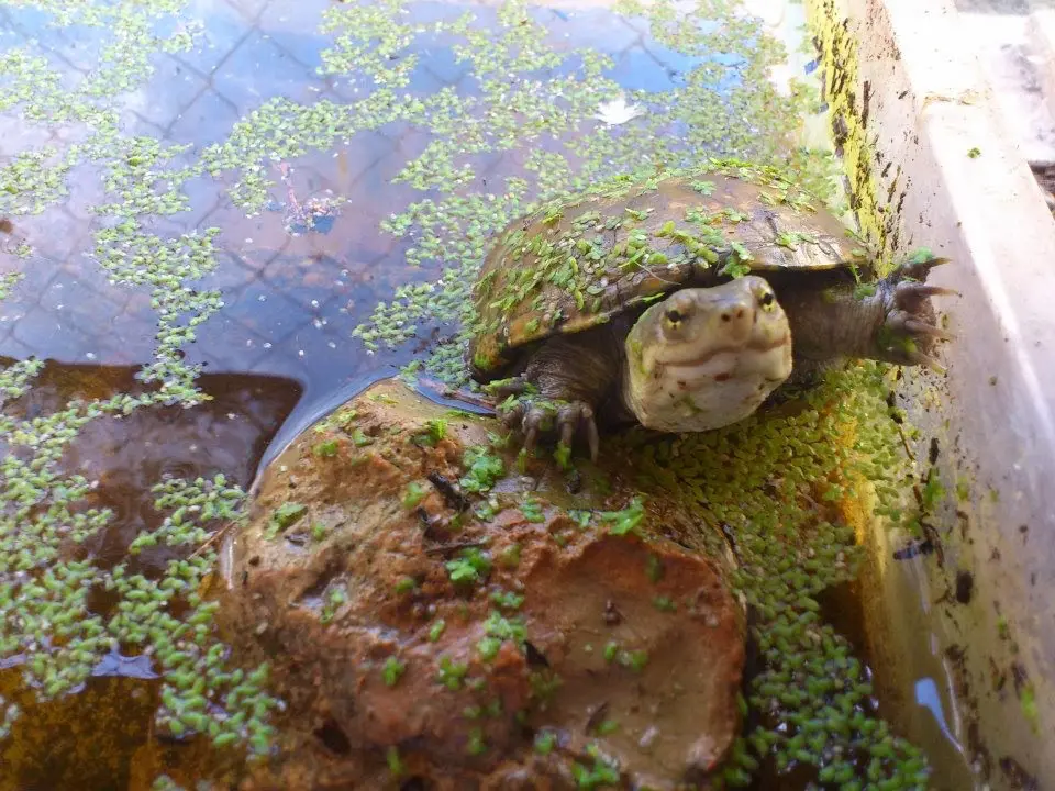 Kinosternon flavescens Kinosternon flavescens