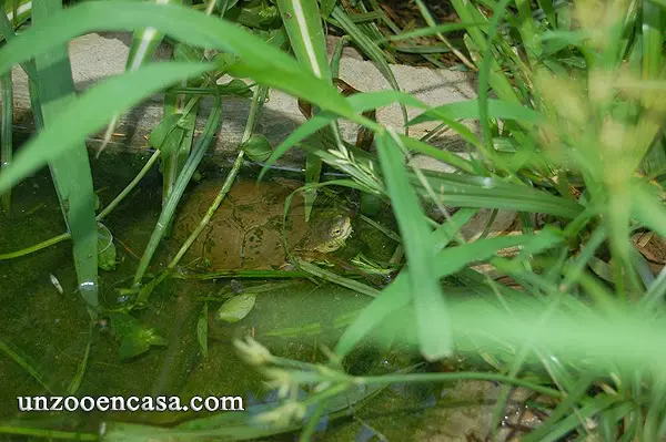 Kinosternon flavescens Kinosternon flavescens