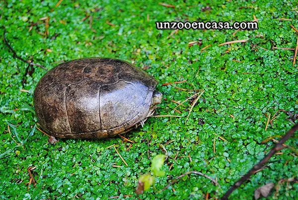 Kinosternon subrubrum subrubrum Kinosternon subrubrum subrubrum