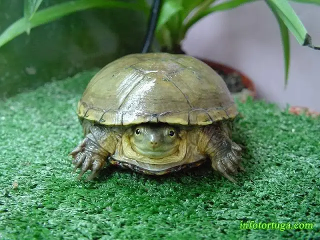 Kinosternon flavescens Kinosternon flavescens