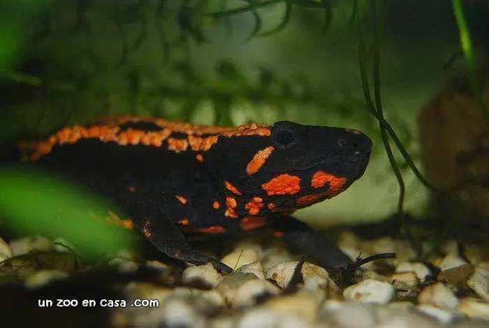 Laos Warty Newt Laos Warty Newt