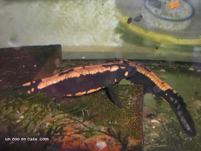 Pareja de Laotriton laoensis Pareja de Laotriton laoensis