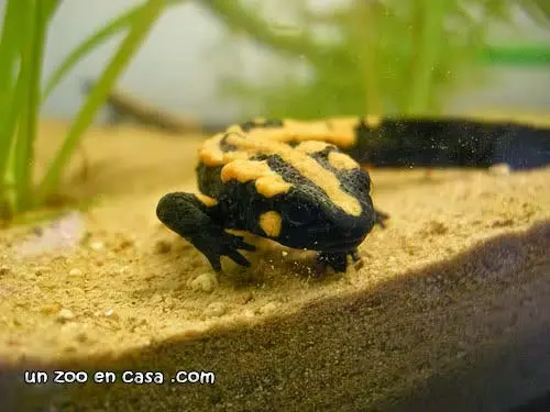 Tritón verrugoso de Laos (Laotriton laoensis) Tritón verrugoso de Laos (Laotriton laoensis)