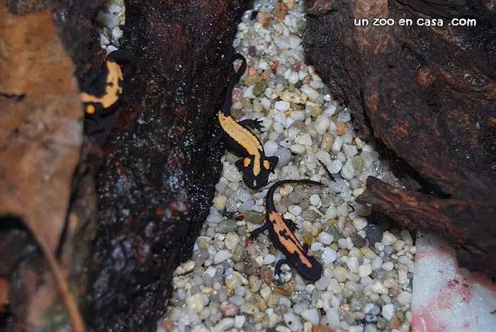 Crías de Laotriton laosensis Crías de Laotriton laosensis