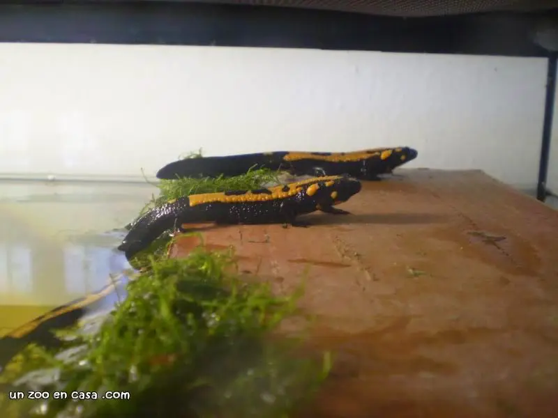 Laotriton laoensis Laotriton laoensis