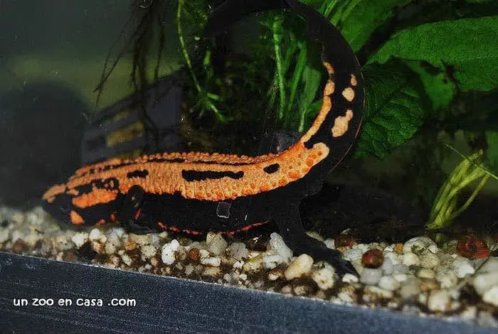 Laotriton laoensis en el acuario Laotriton laoensis en el acuario