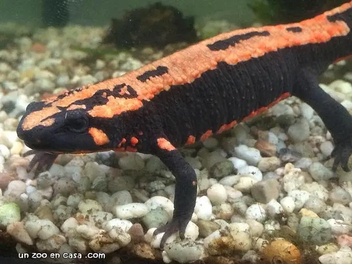 Laotriton laoensis Laotriton laoensis