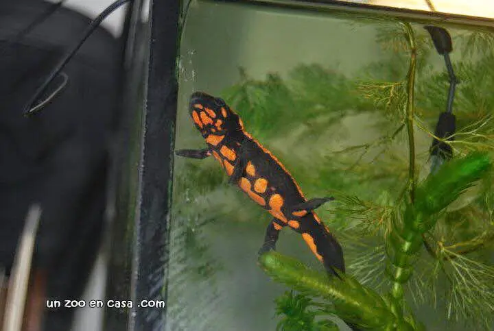 Tritón verrugoso de Laos (Laotriton laoensis) Tritón verrugoso de Laos (Laotriton laoensis)