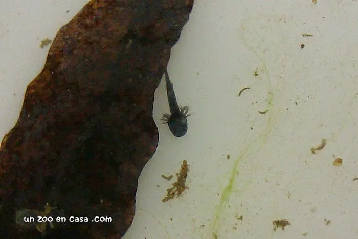 Larva de Laotriton laoensis Larva de Laotriton laoensis