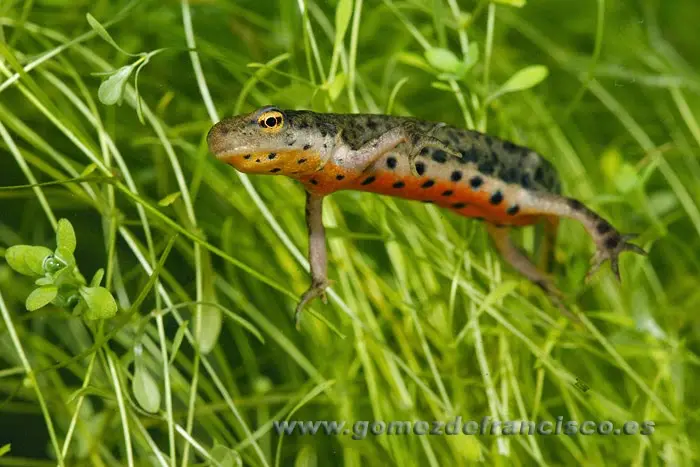 Macho de tritón ibérico Macho de tritón ibérico