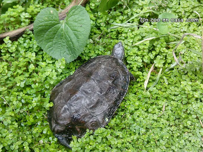 Mauremys rivulata, la tortuga de los Balcanes Mauremys rivulata, la tortuga de los Balcanes