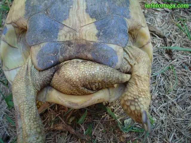 Macho de Testudo hermanni Macho de Testudo hermanni